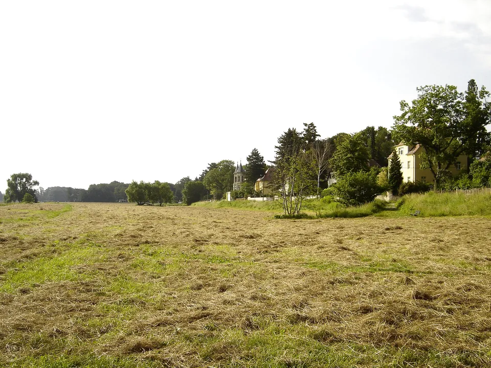 Elbwiesen vor Kleinzschachwitz